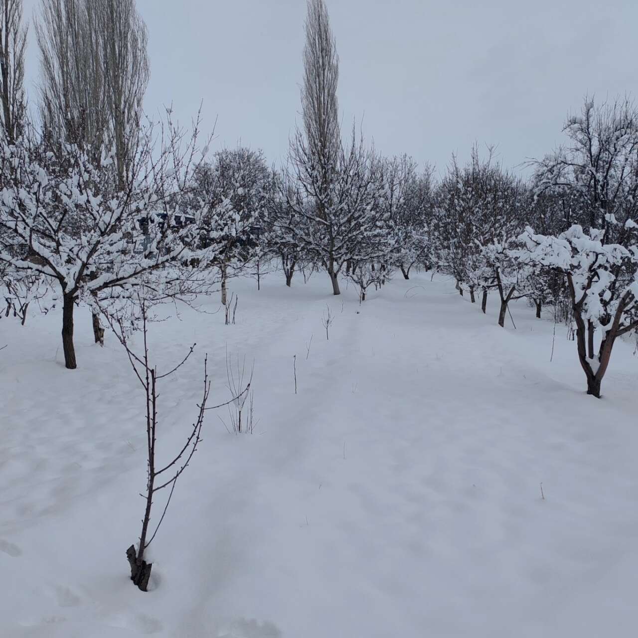 Konya’da kar kalınlığının 1 metreye yaklaştığı ilçe şölen sunuyor 6